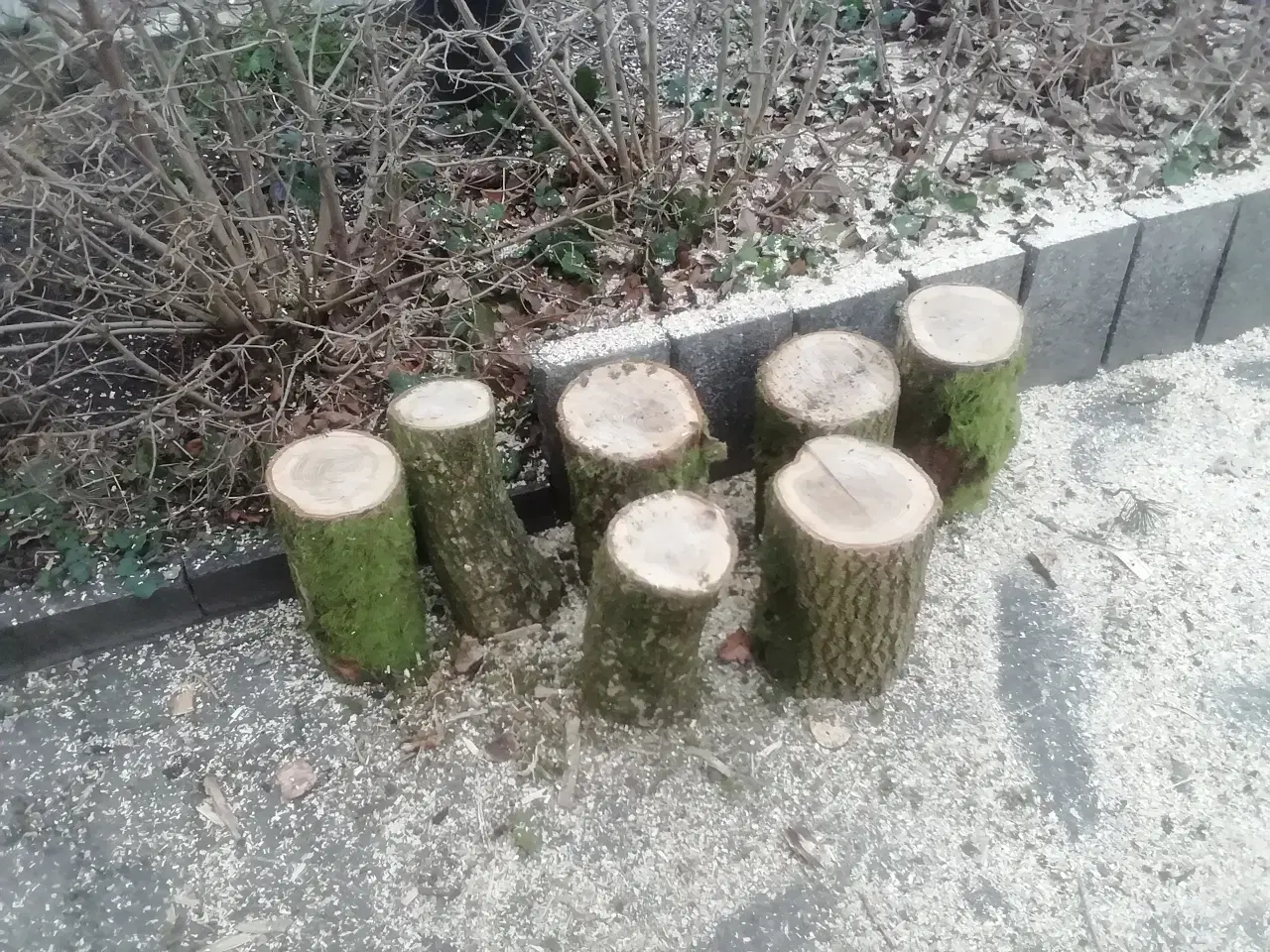 Billede 1 - Egetræ  trædrejning