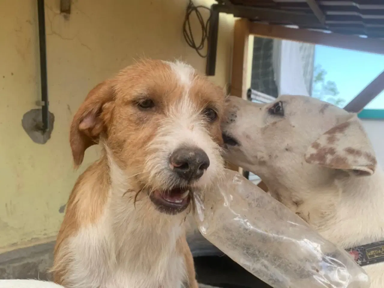 Billede 4 - Cairo søger sin helt egen familie