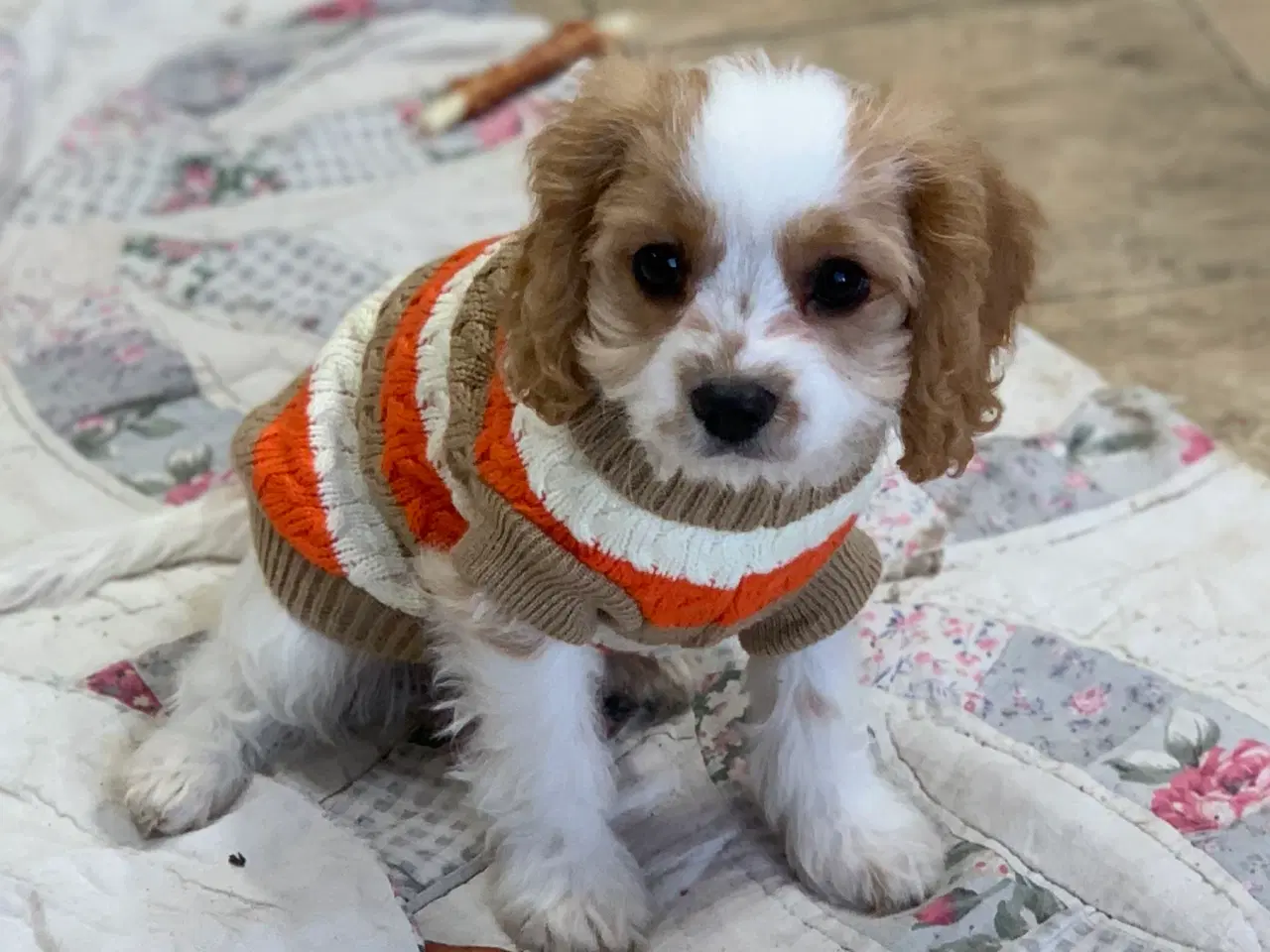 Billede 5 - Den yndigste cavapoo dreng er rejseklar 