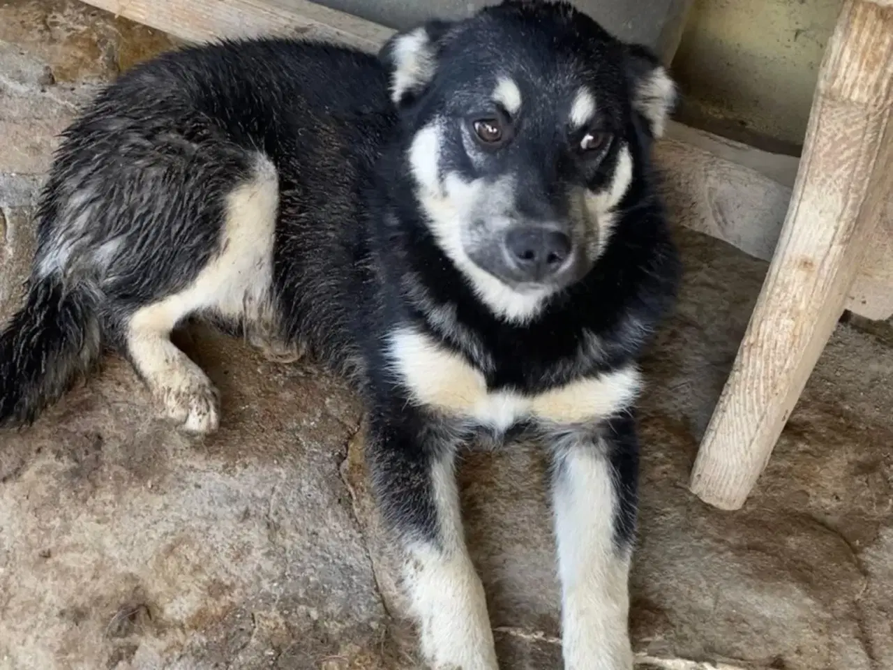 Billede 5 - Skønne Zigga søger efter sit aller første hjem