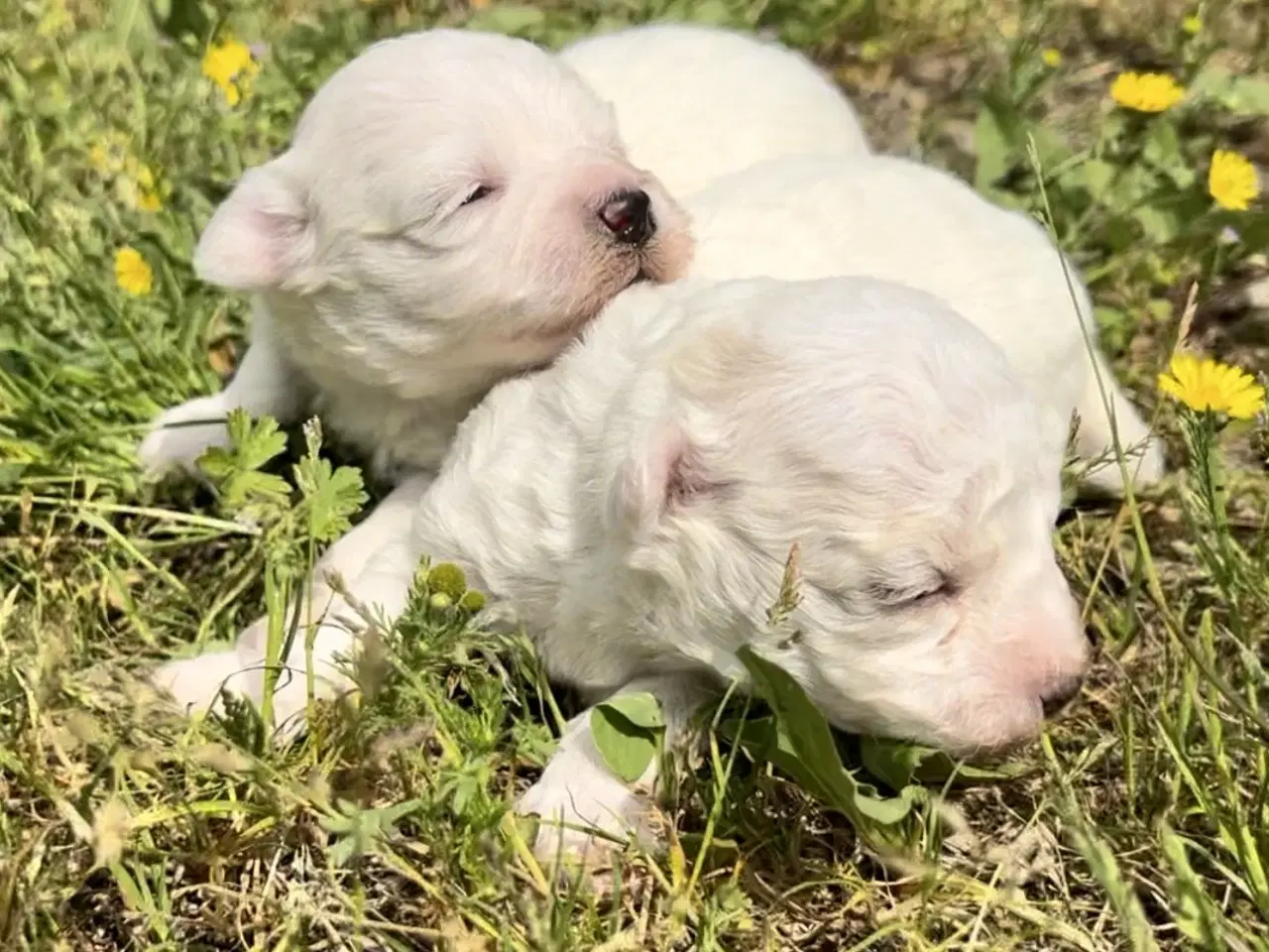 Billede 2 - Allergivenlige hundehvalpe Malteser / Bolognese