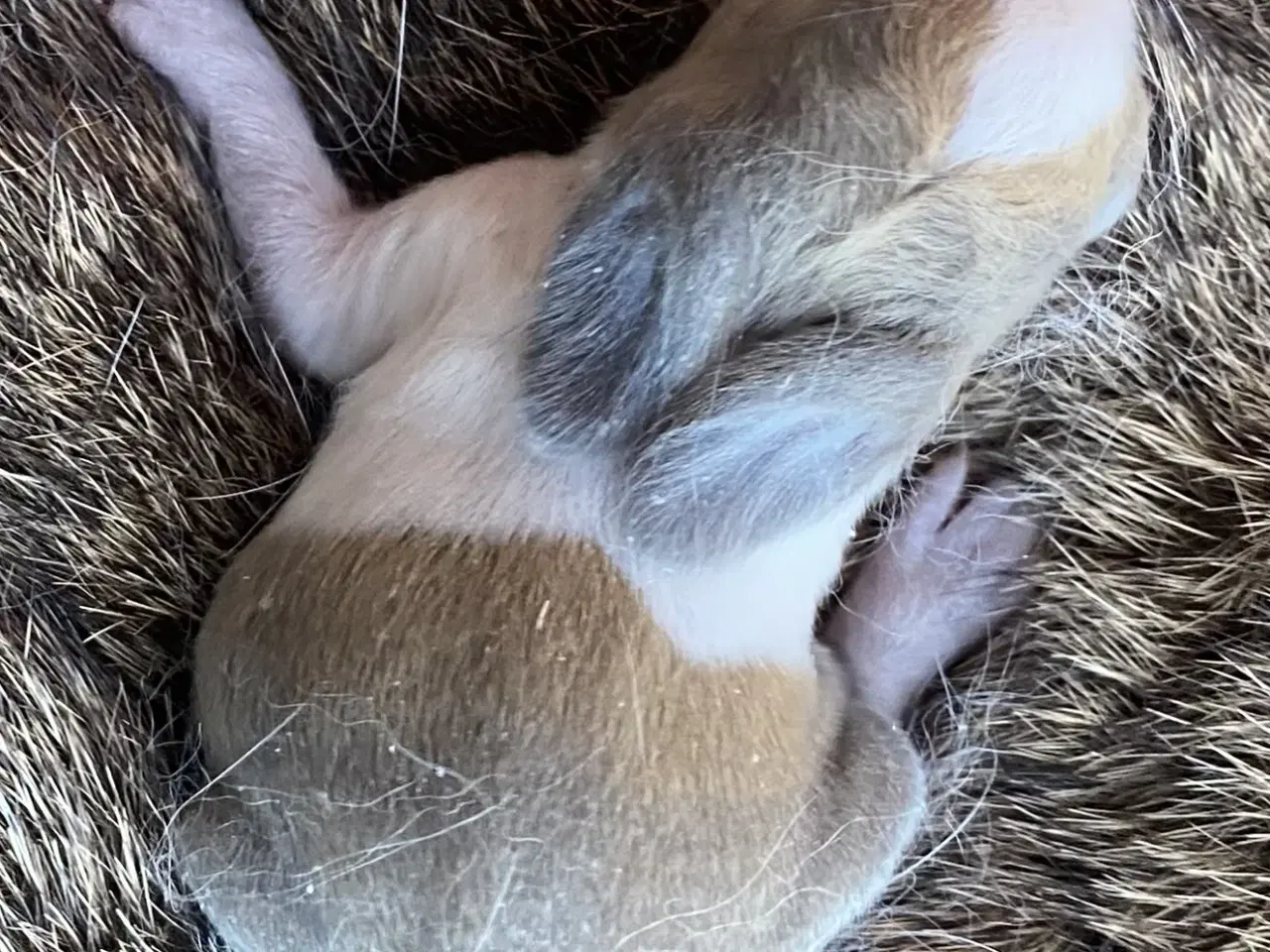 Billede 3 - HOLLÆNDER HUN MADAGSACAR