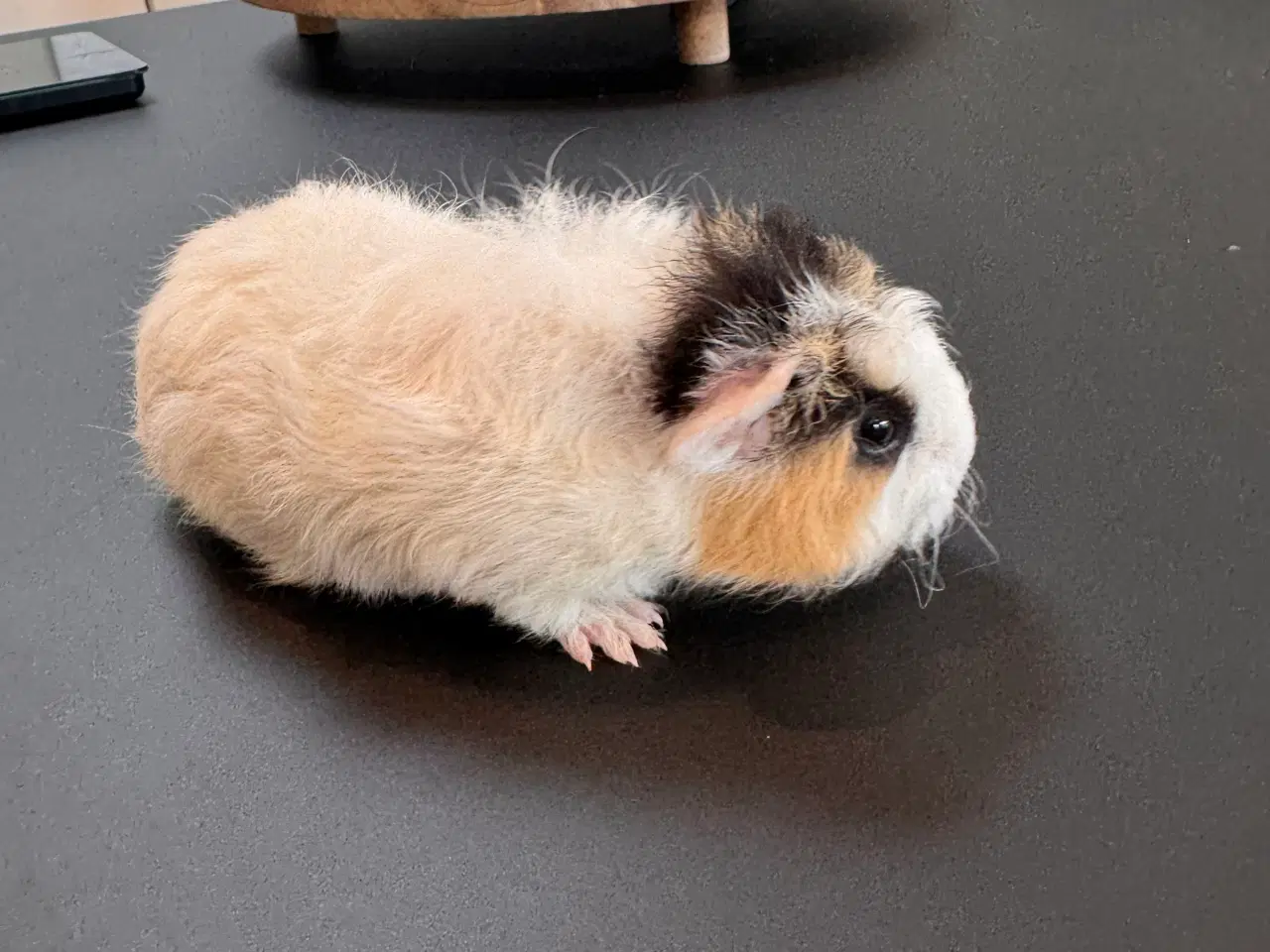 Billede 10 - Marsvin, Han unger 5 stk