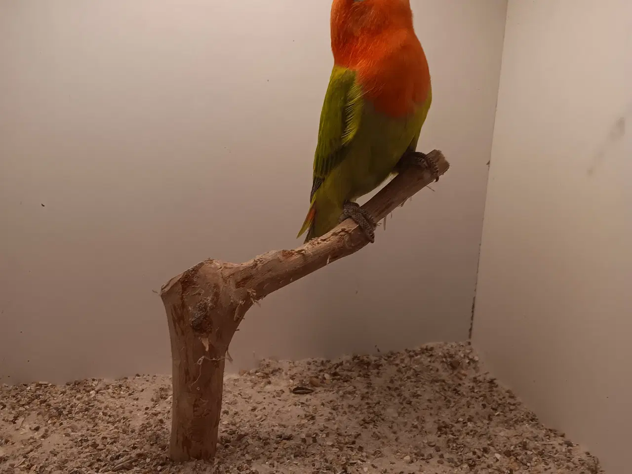 Billede 4 - Rødhovdetdværgpapegøjer i Green Opaline Dilute