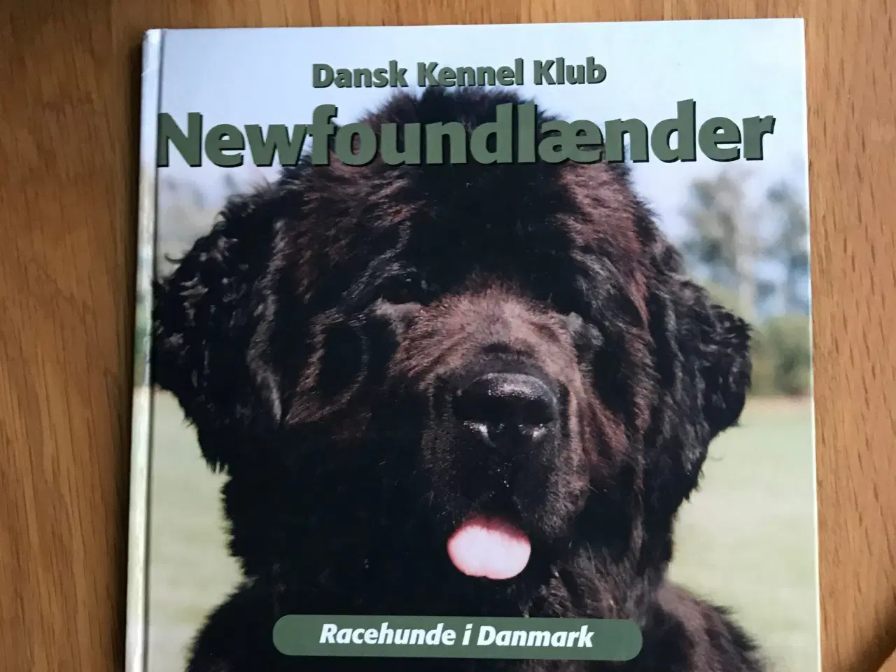 Billede 1 - Newfoundlænder - Racehunde i Danmark