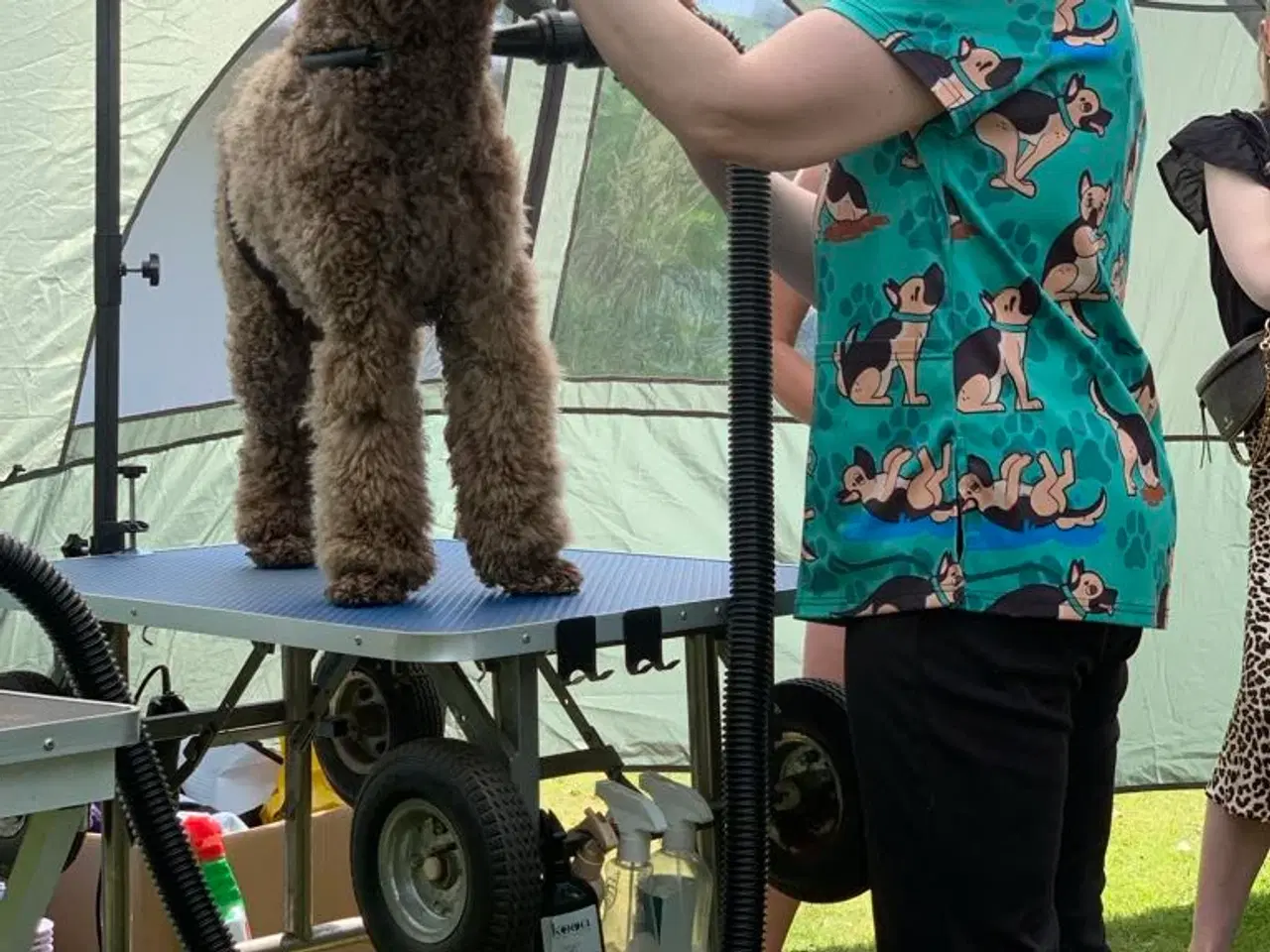 Billede 19 - Hundefrisør/trimming/groomer 