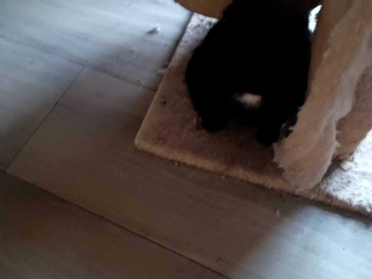 Billede 7 - 16 uger gammel killinger