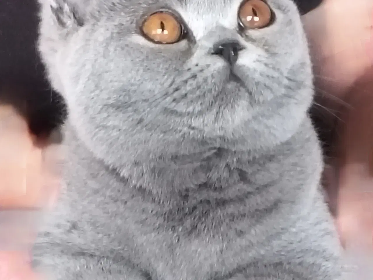 Billede 6 - British Shorthair, 2 store killinger