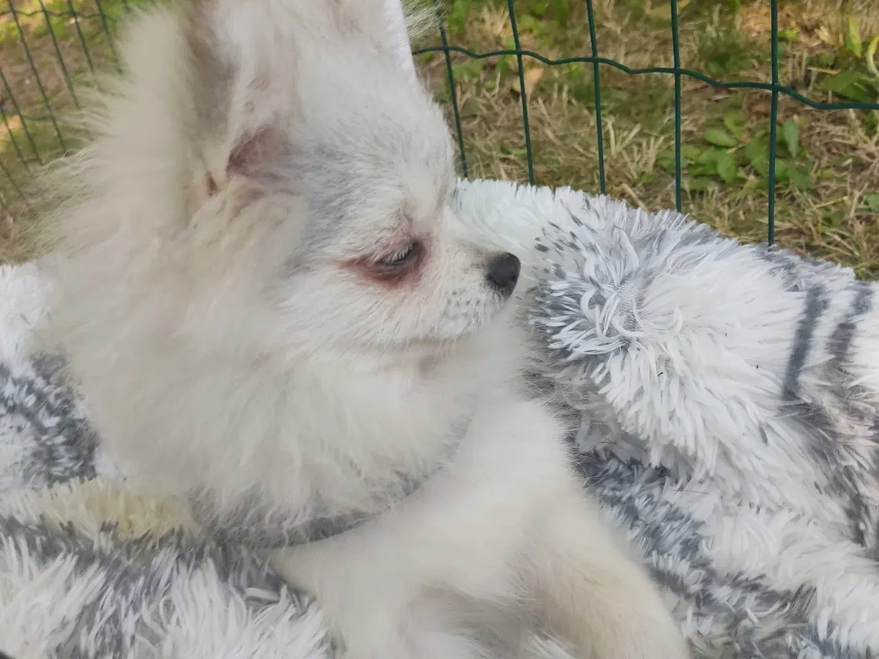Billede 14 - Mini Pomeranian 