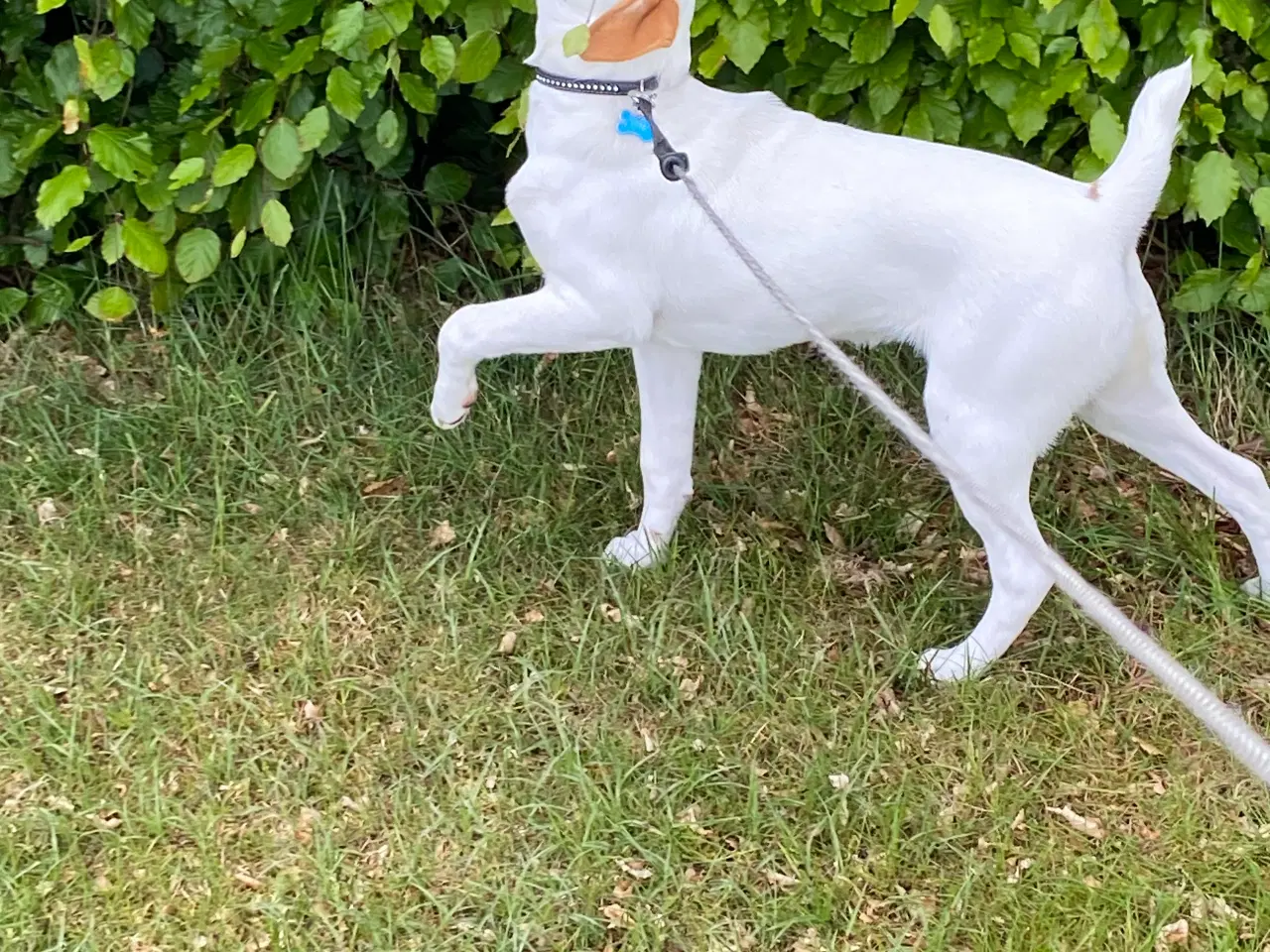 Billede 4 - Dansk Svensk gårdhund