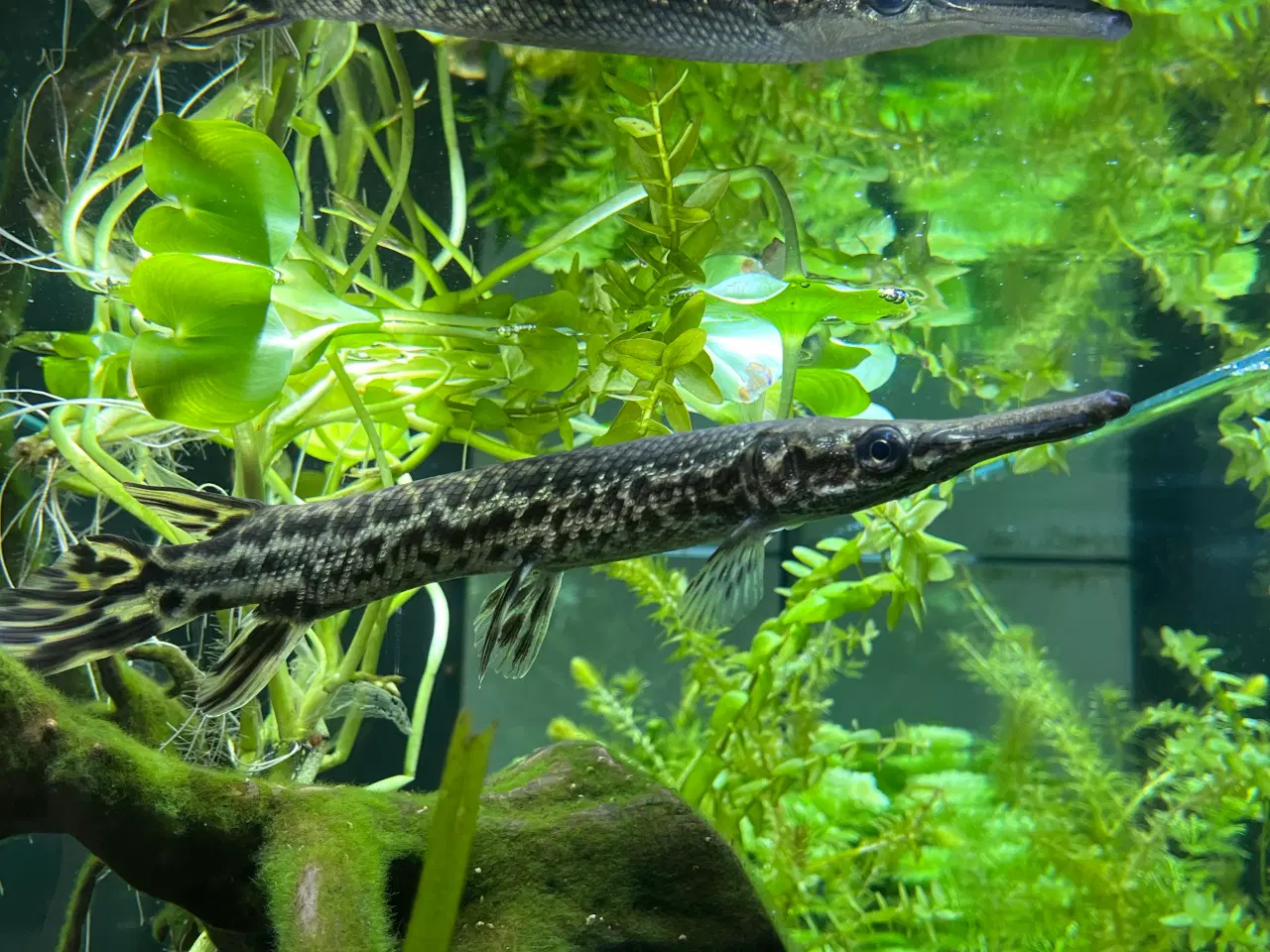 Billede 1 - Juvenil Alligator Gar (Atractosteus spatula)