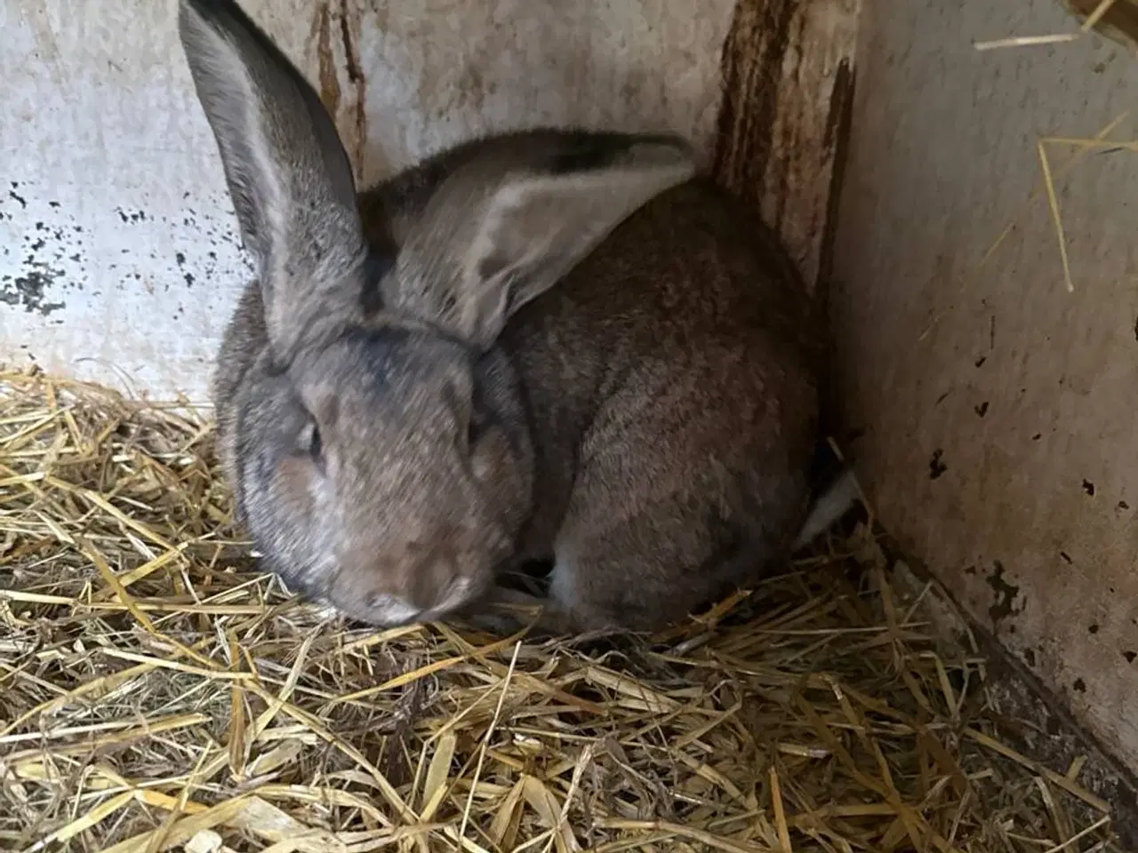 Billede 4 - Unge hunkaniner (belgiske/tyske kæmpekaniner), til