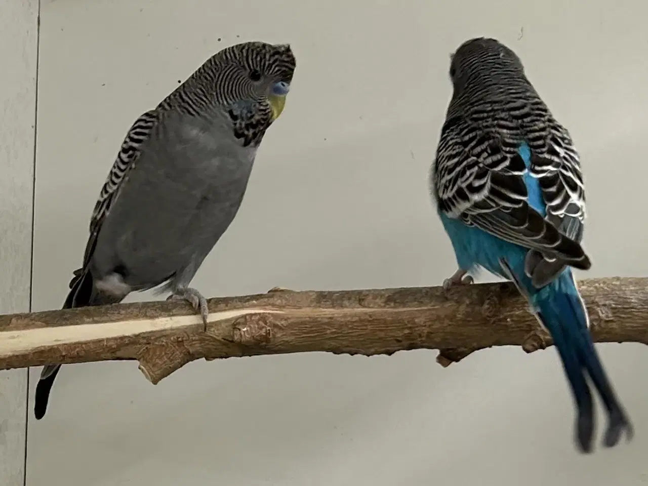 Billede 3 - Blackface og Blackwing 