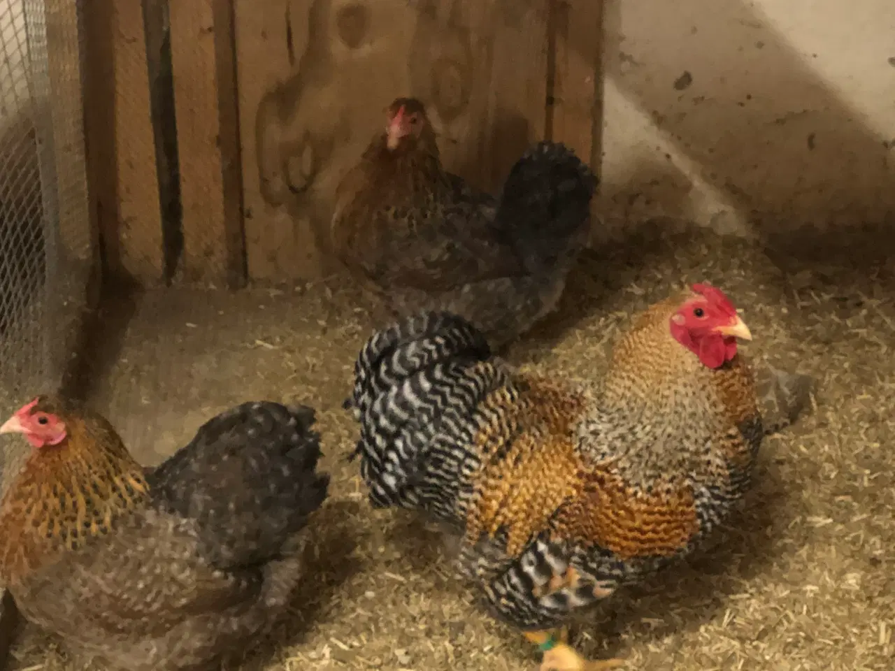 Billede 3 - Racerene dværghøns 