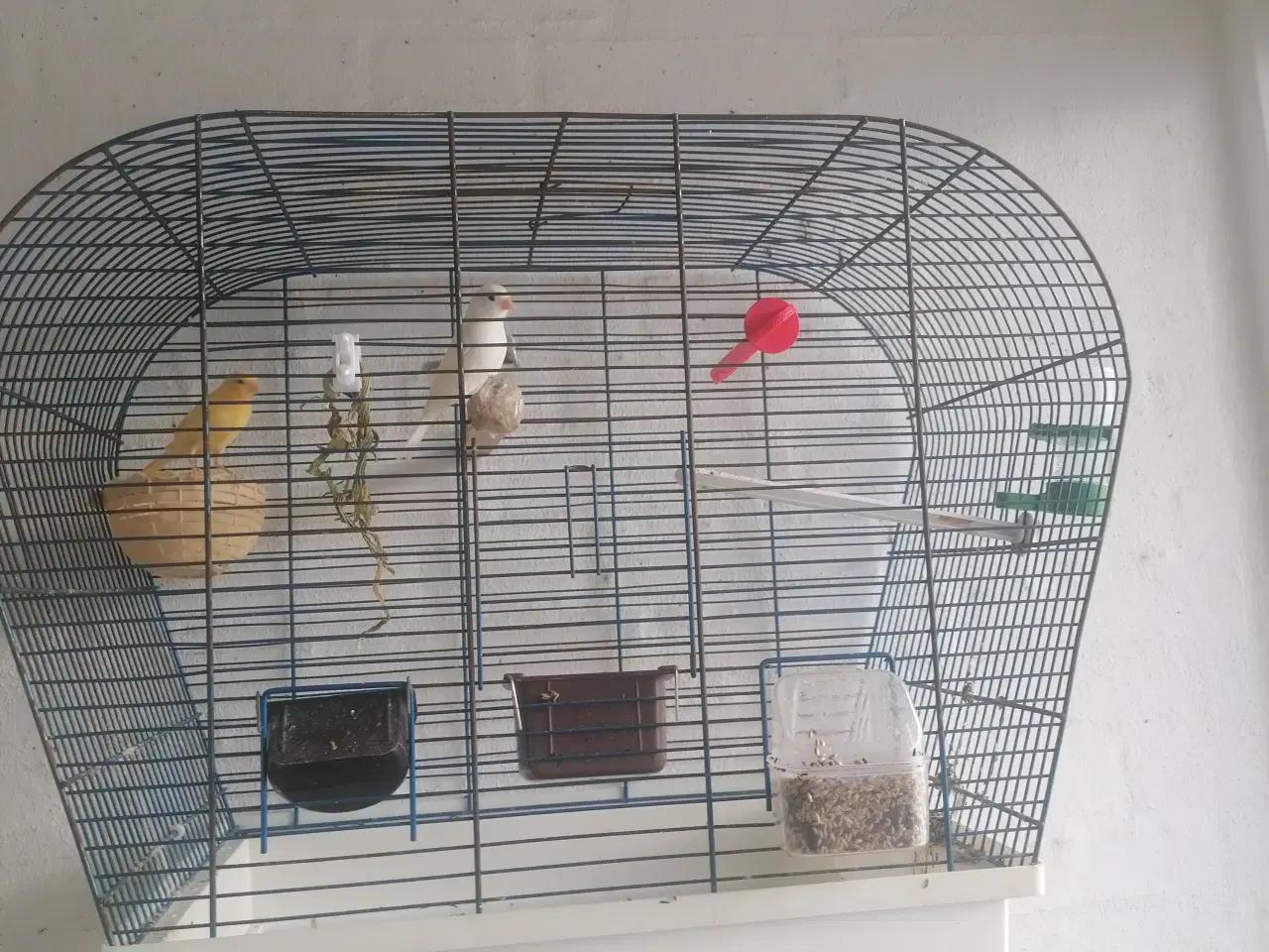 Billede 2 - Kanariefugle gule