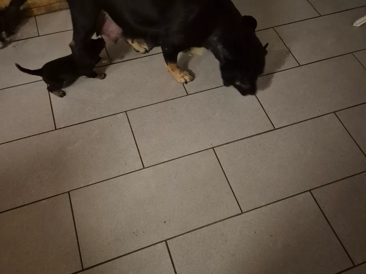 Billede 6 - 1 labrador/dobbermann hvalp