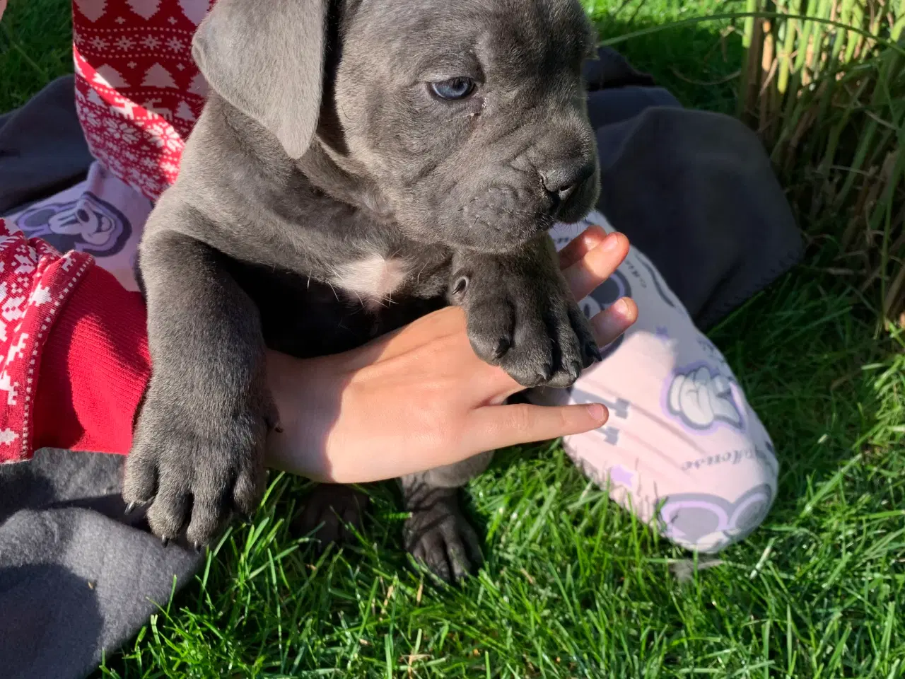 Billede 13 - Cane Corso Italiano hvalpe