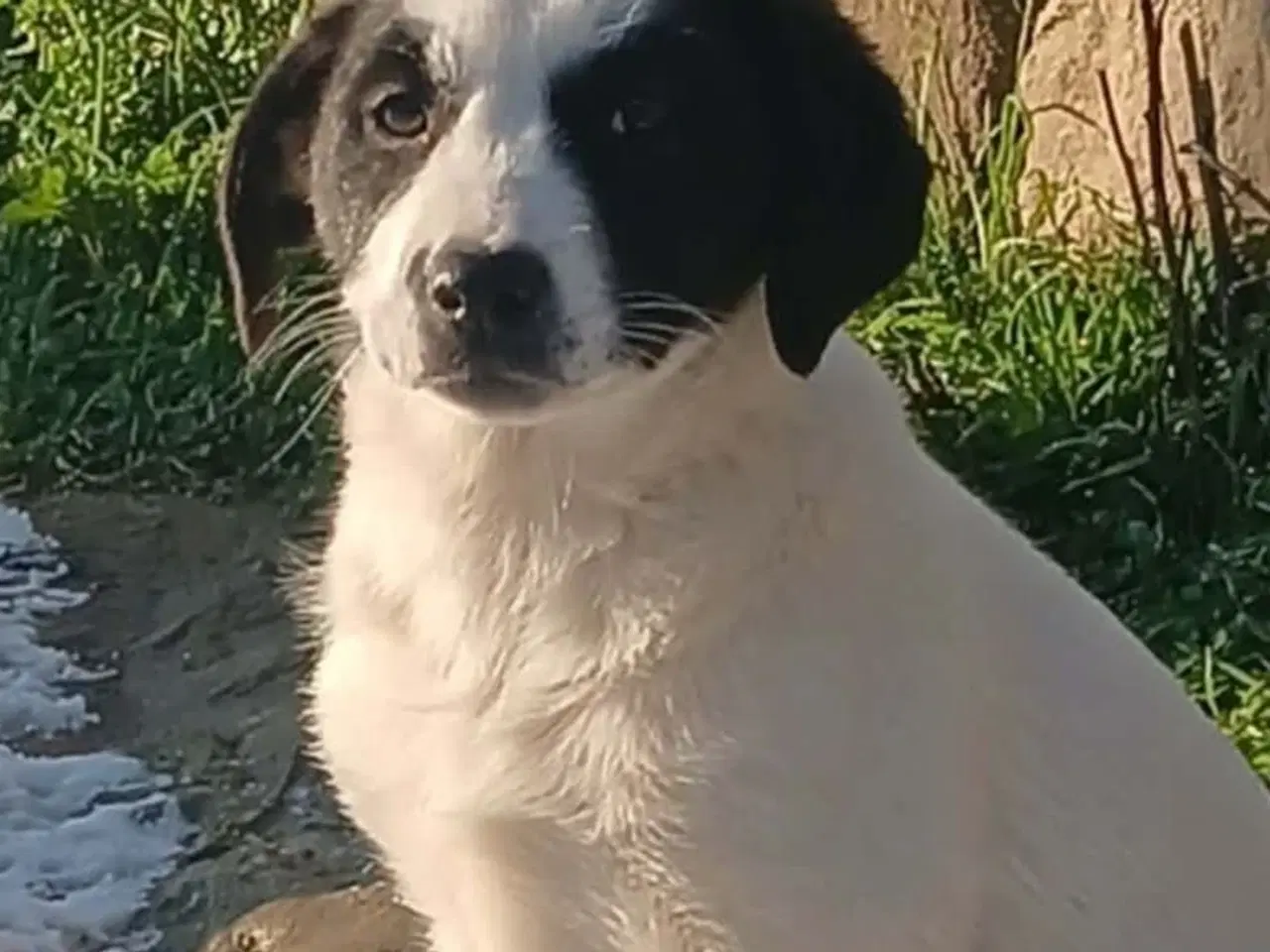 Billede 7 - Søde Muriel søger sit 4ever hjem