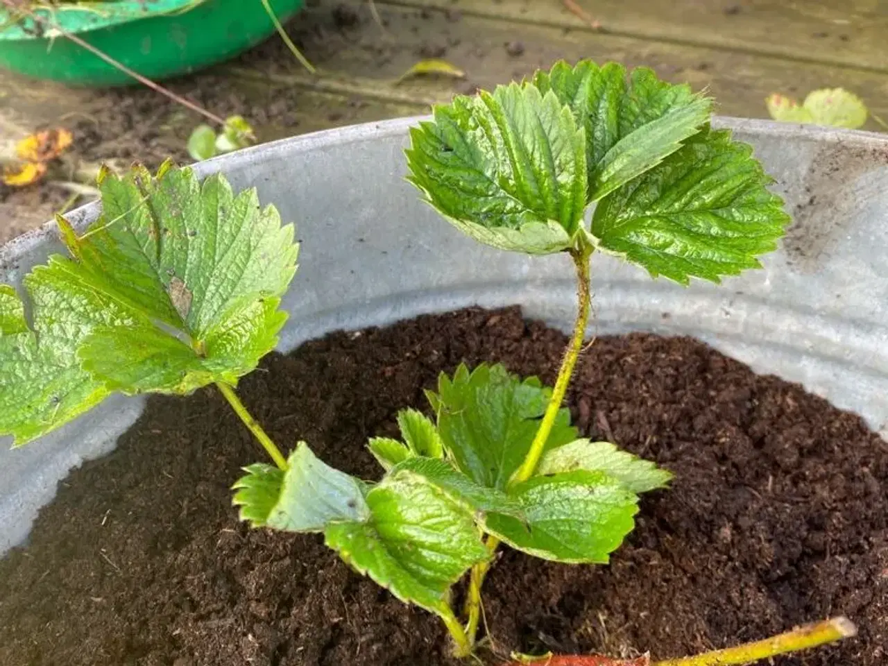 Billede 1 - Jordbær planter