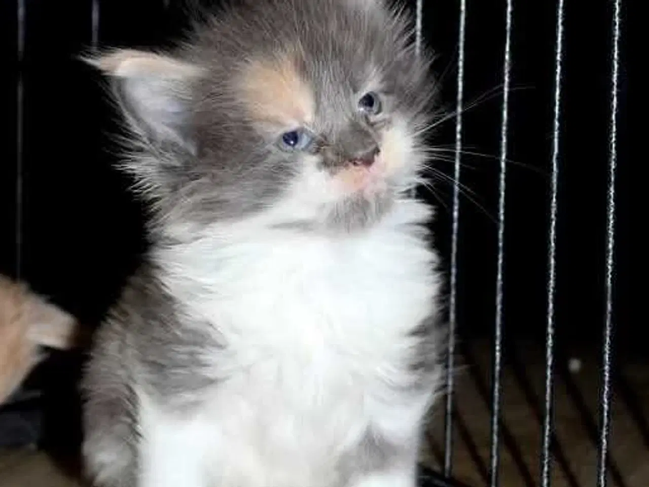 Billede 2 - Maine coon killinger med tavle