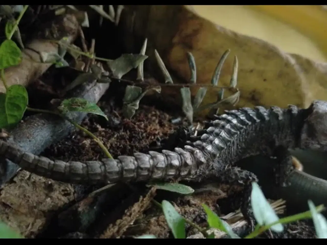 Billede 1 - HASTER skink og ting skal væk hurtigt