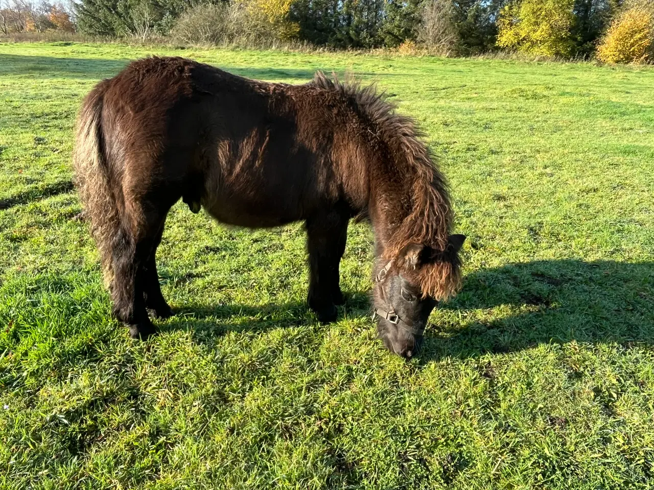 Billede 5 - Hingst - Bailey sælges - fuld stamtavle