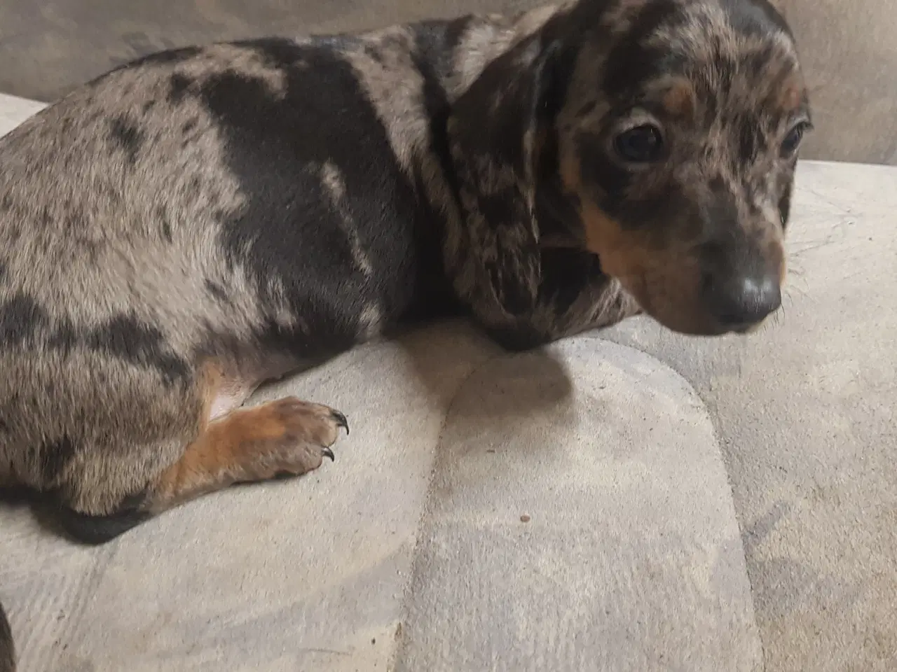 Billede 3 - gravhund