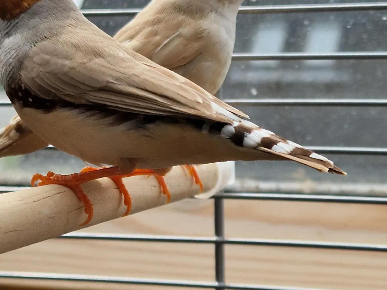 Billede 3 - Zebrafinke par
