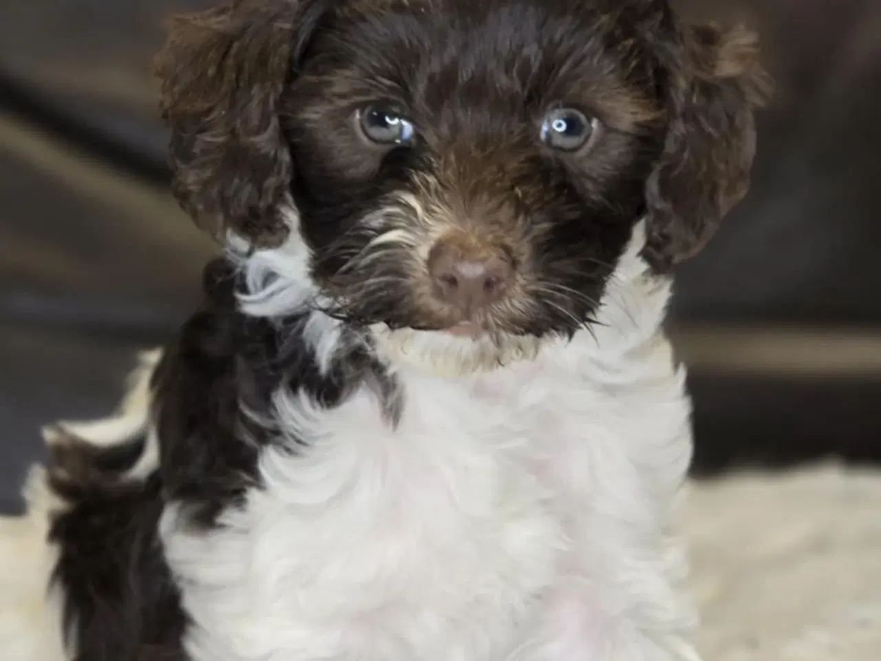 Billede 11 - Havapoo F1B