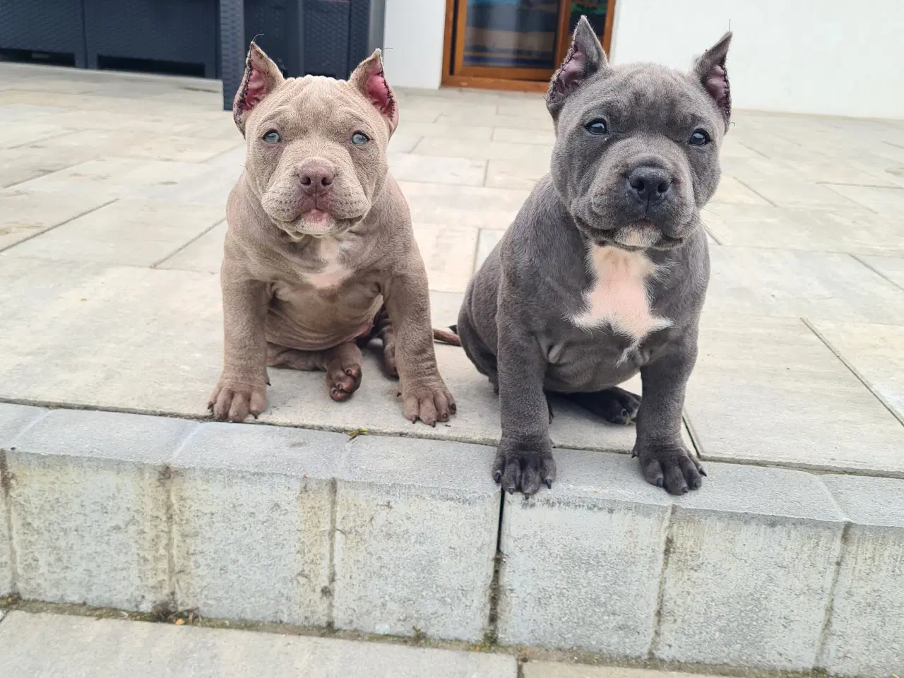 Billede 3 - American bully pocket 