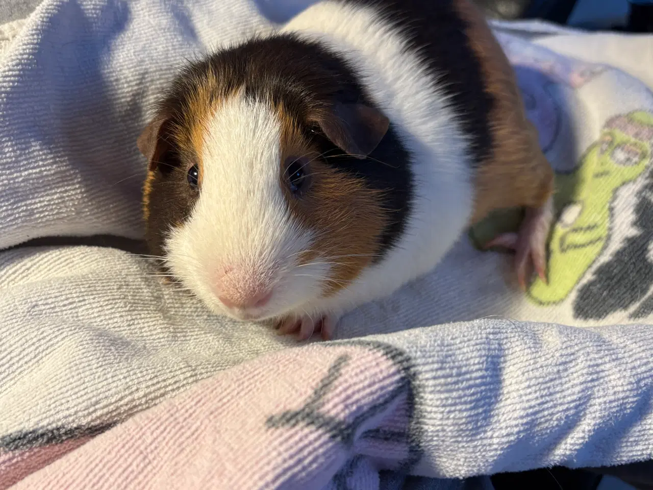 Billede 15 - To Han marsvin og tilbehør 