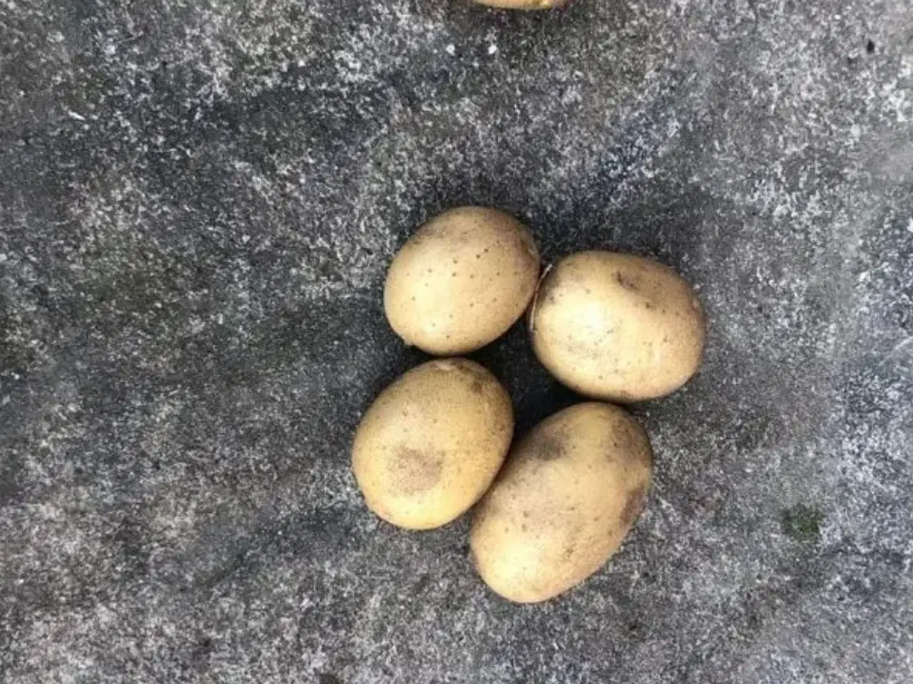 Billede 1 - Solist, gala, Belana Kartofler