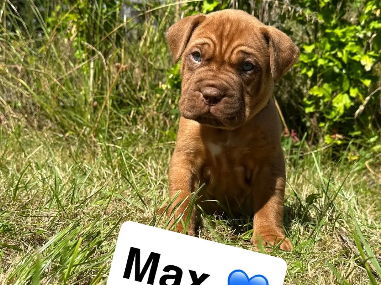 Billede 9 - Hvalpe Cane Corso/Douge de Bordeaux 