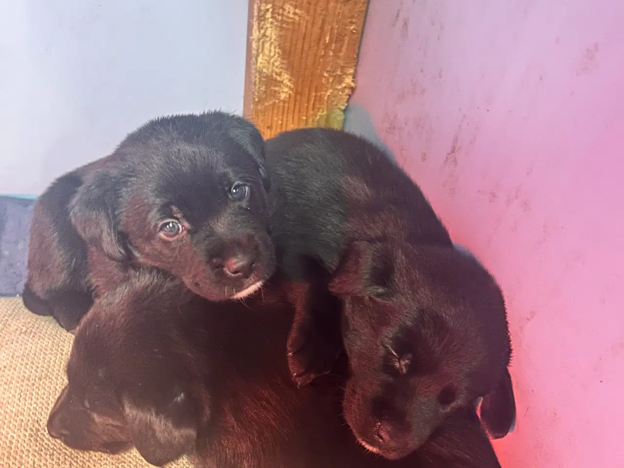 Billede 4 - 3 skønne han hunde 