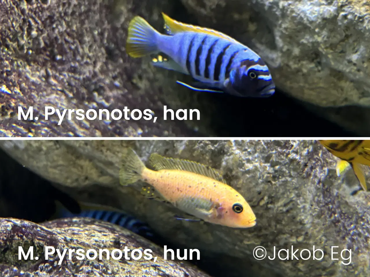 Billede 6 - Malawicichlider: Yngel af mange forskellige arter