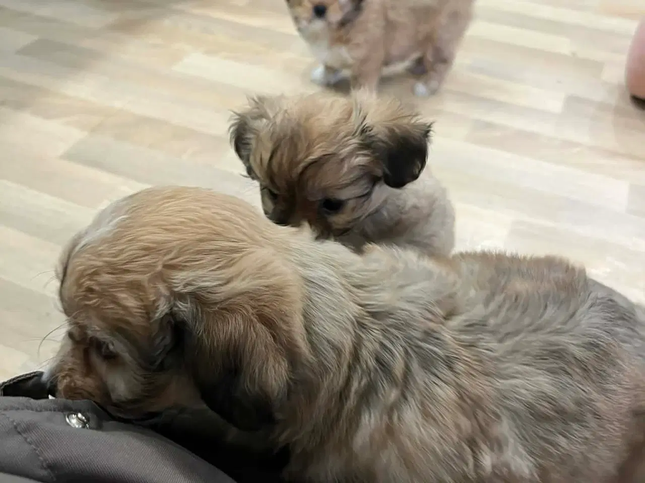 Billede 5 - Bichon Havanais hvalpe