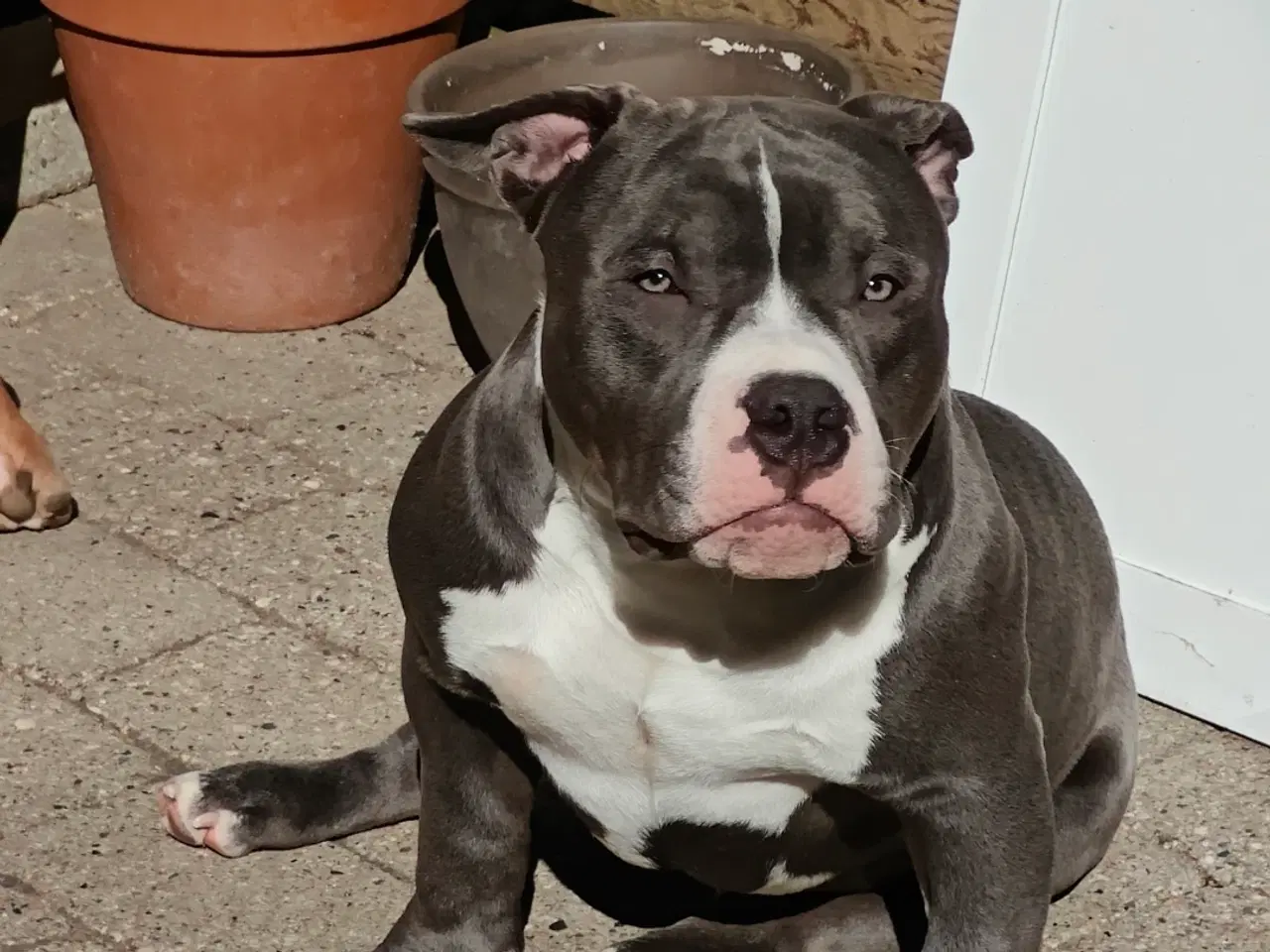 Billede 3 - American Bully hvalpe. 