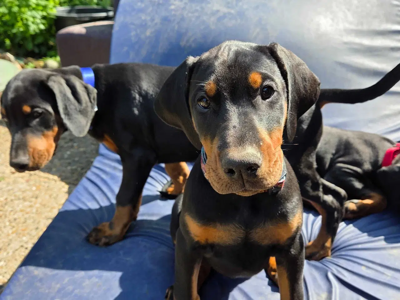 Billede 2 - 5 små renracede dobermann er kommet til verden d.0