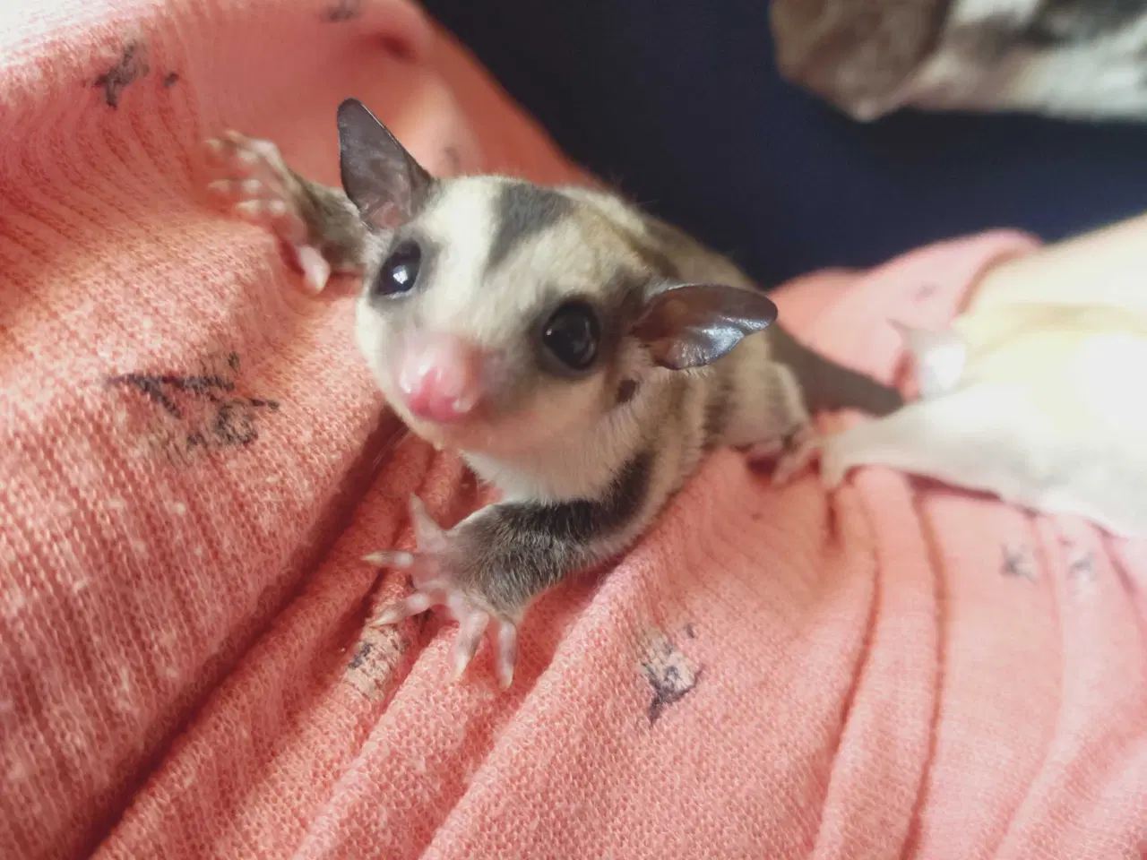 Billede 3 - Sugar glider 