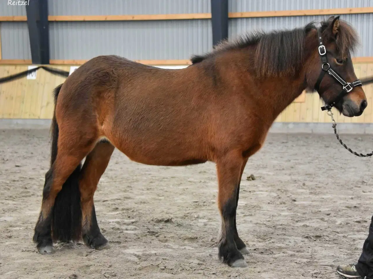 Billede 6 - Stor og cool ung islænder hoppe 