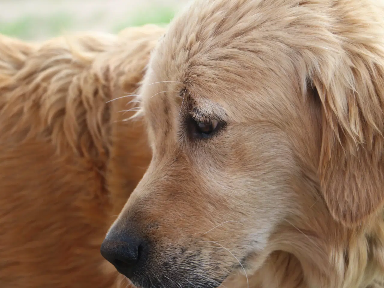 Billede 3 - Golden Retriever tilbydes til parring