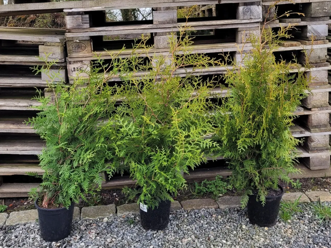 Billede 1 - Thuja 3 stk.