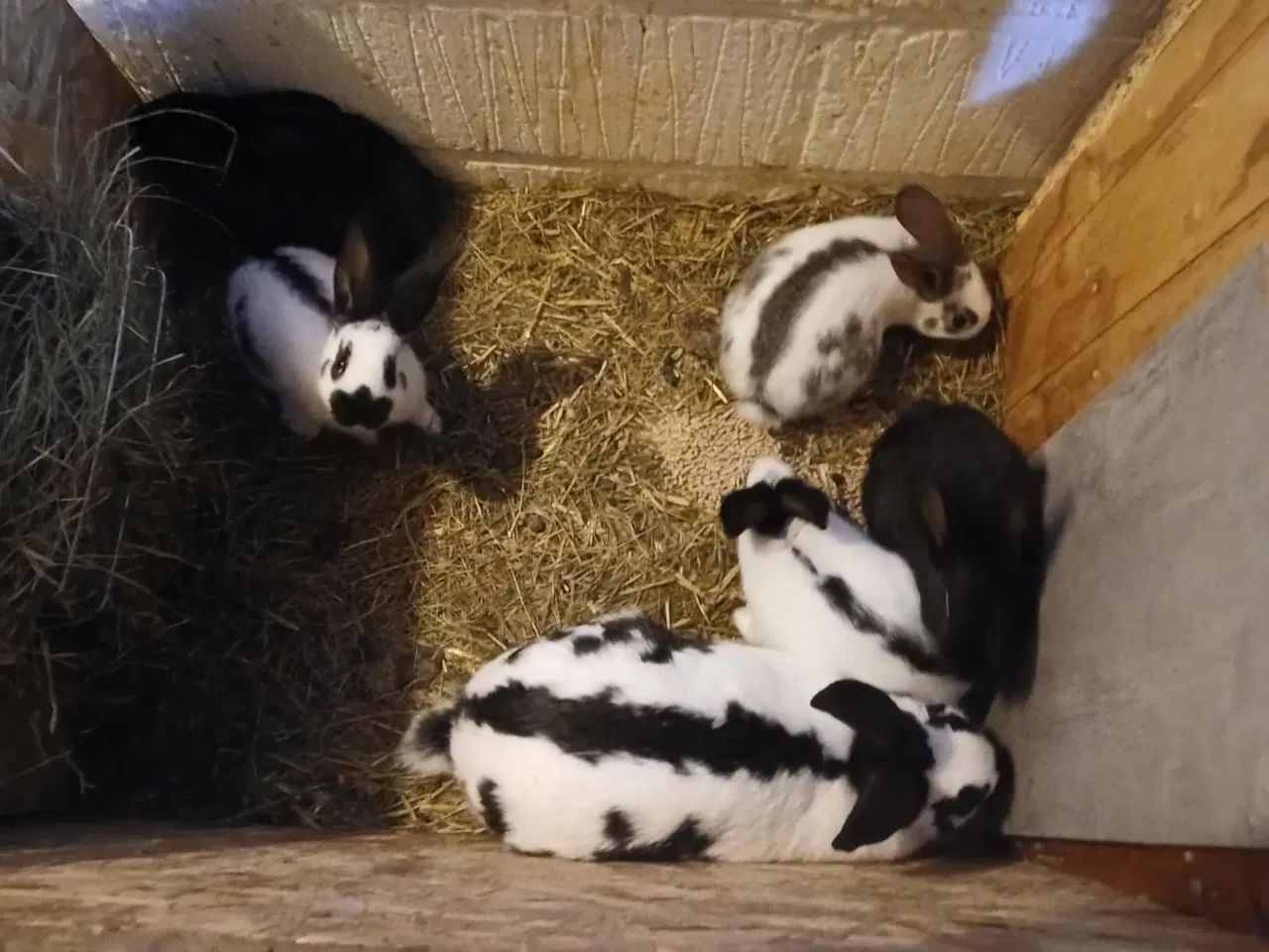 Billede 1 - Kaniner i alle aldre sælges