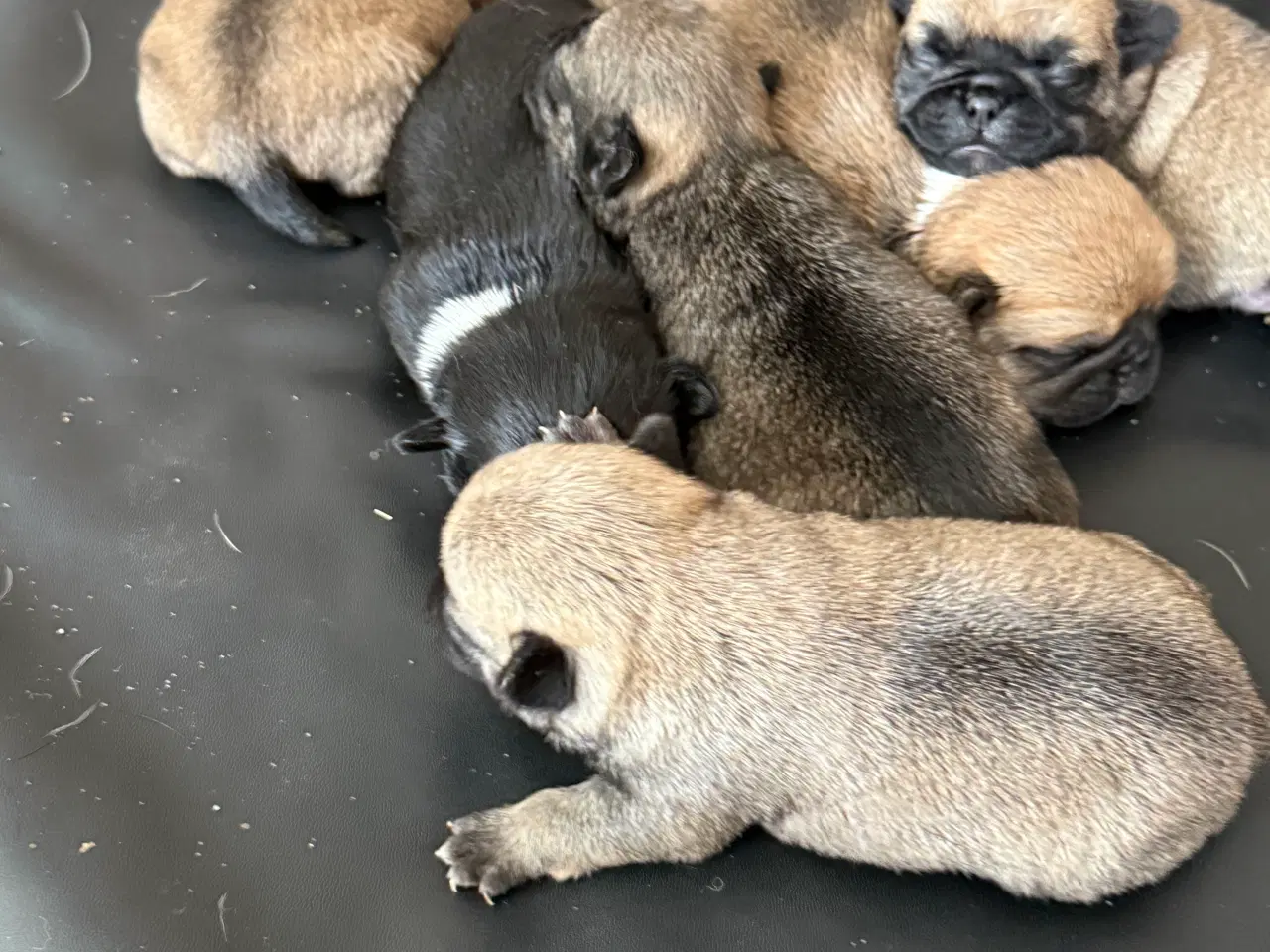 Billede 18 - Mops hvalpe