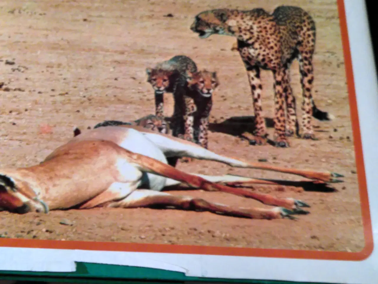 Billede 5 - Lademanns Dyreleksikon. 