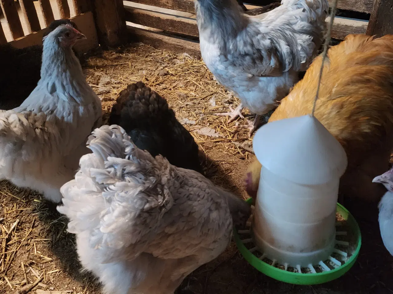 Billede 1 - Orpington, lavendel, stor