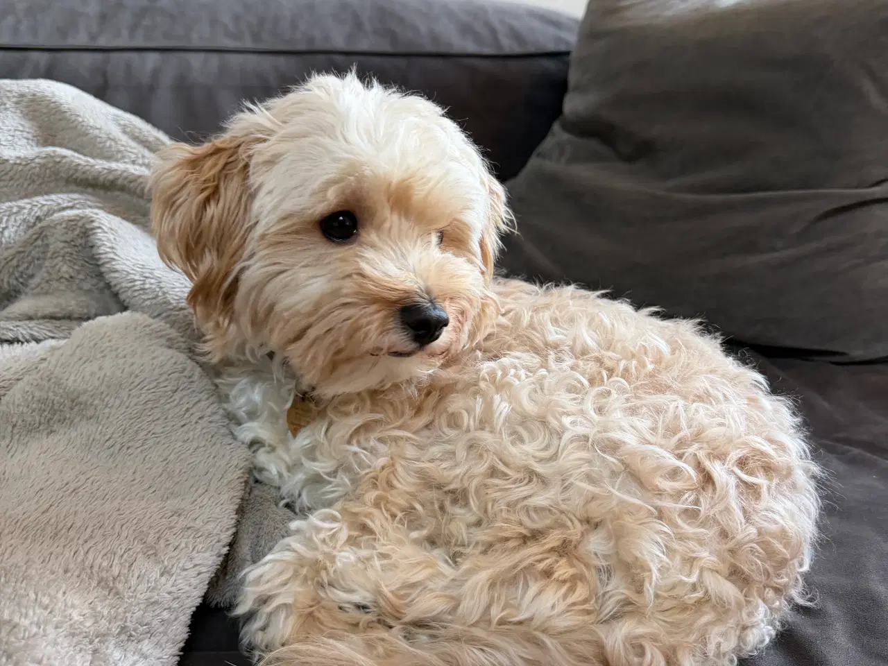Billede 7 - 🤎 Skønneste Havapoo F1b hvalpe søger nye kærlige 