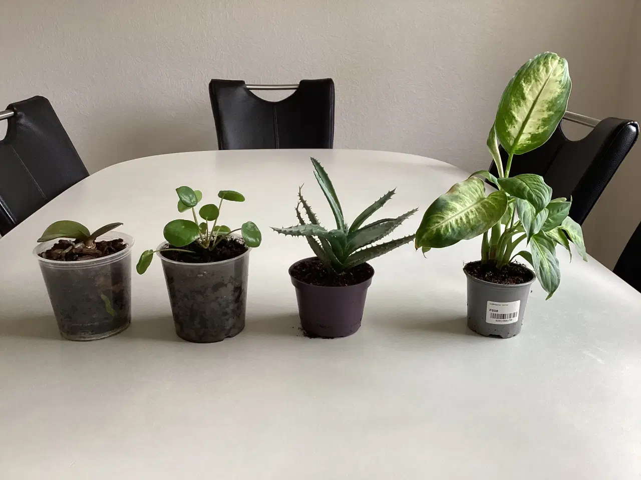 Billede 1 - Stueplanter