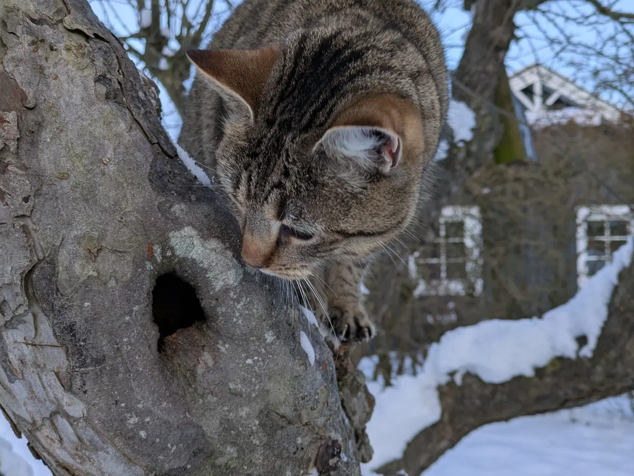 Billede 6 - Verdens bedste kat