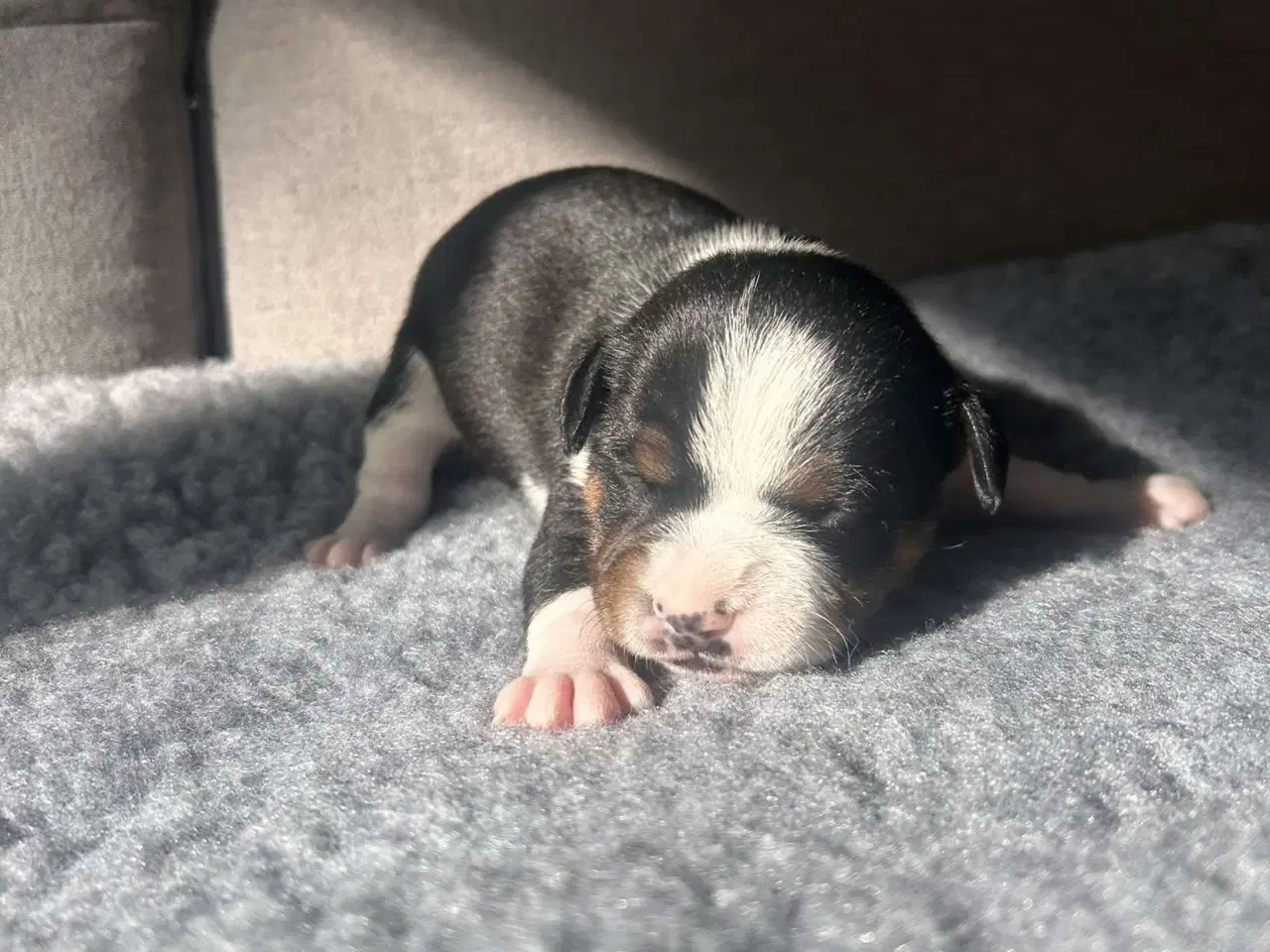 Billede 2 - Engelske stafford Bull terrier stadfy